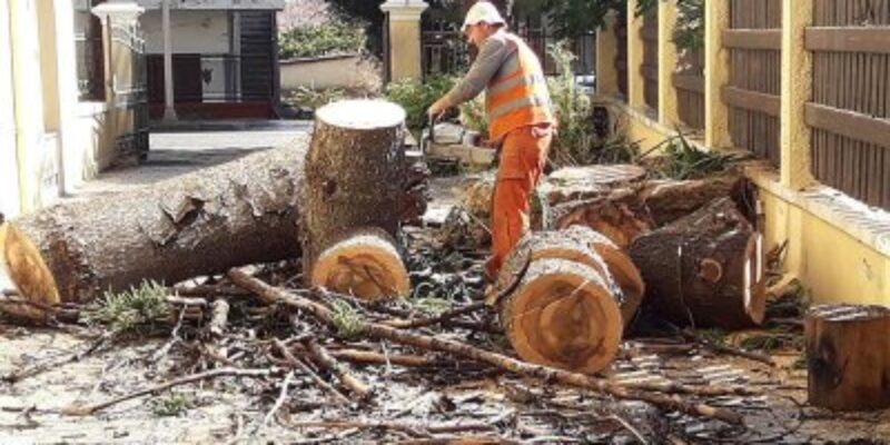 Δ. ΚΑΦΕΤΖΗΣ ΚΑΙ ΣΙΑ Ο.Ε ΤΕΧΝΙΚΟ ΓΡΑΦΕΙΟ ΚΛΑΔΕΜΑ ΔΕΝΤΡΩΝ ΚΑΒΑΛΑ