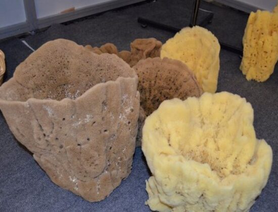 SPONGES CRIS ΒΙΟΤΕΧΝΙΑ ΦΥΣΙΚΩΝ ΣΦΟΥΓΓΑΡΙΩΝ ΑΓΙΟΣ ΔΗΜΗΤΡΙΟΣ ΑΤΤΙΚΗΣ