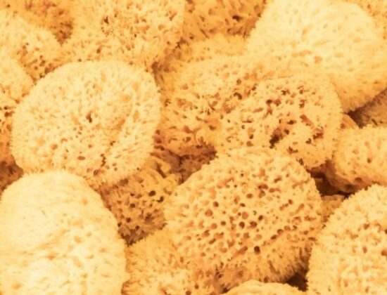 SPONGES CRIS ΒΙΟΤΕΧΝΙΑ ΦΥΣΙΚΩΝ ΣΦΟΥΓΓΑΡΙΩΝ ΑΓΙΟΣ ΔΗΜΗΤΡΙΟΣ ΑΤΤΙΚΗΣ