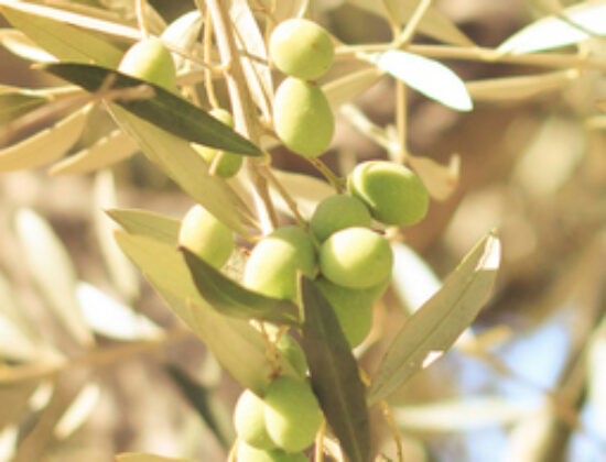 ΦΙΛΙΠΠΙΔΗΣ ΠΑΡΑΓΩΓΗ ΕΛΙΕΣ ΕΛΑΙΟΤΡΙΒΕΙΟ ΒΟΛΟΣ